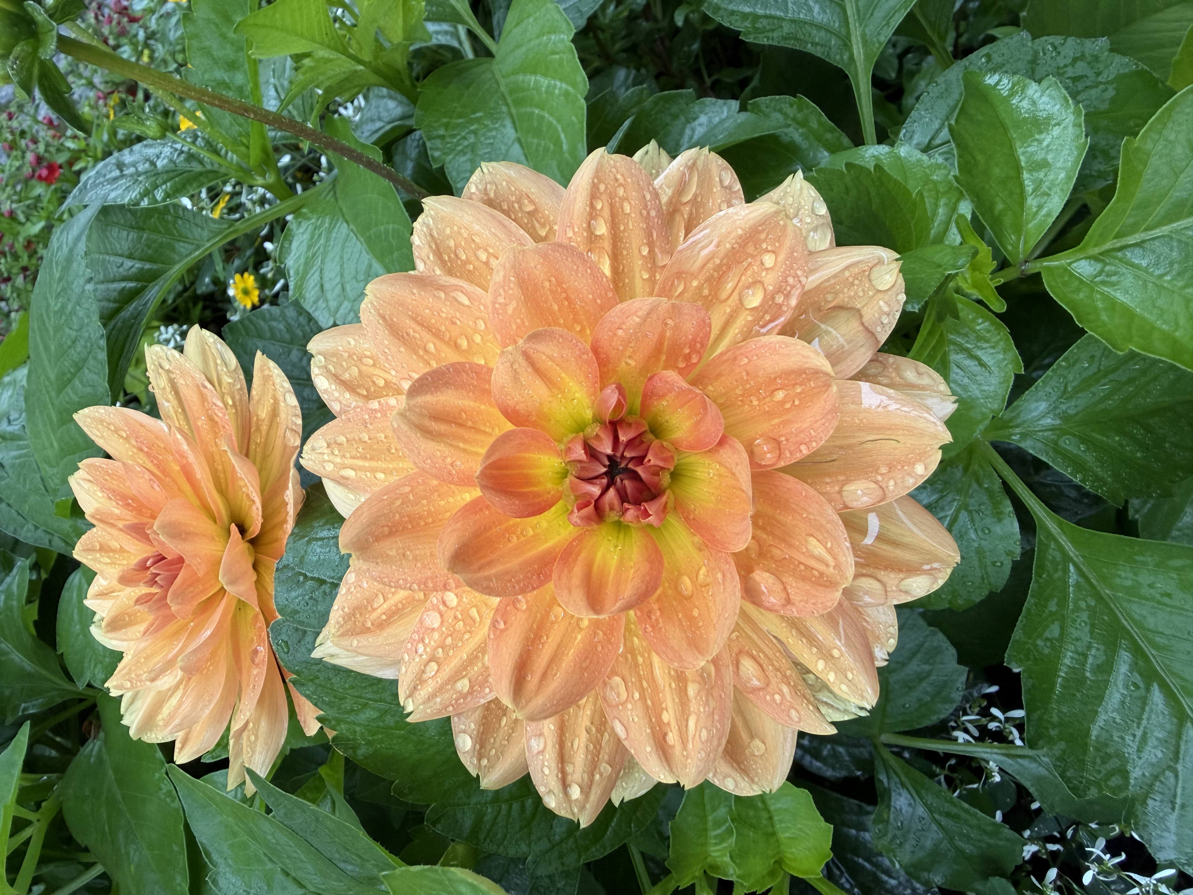Orange Flower