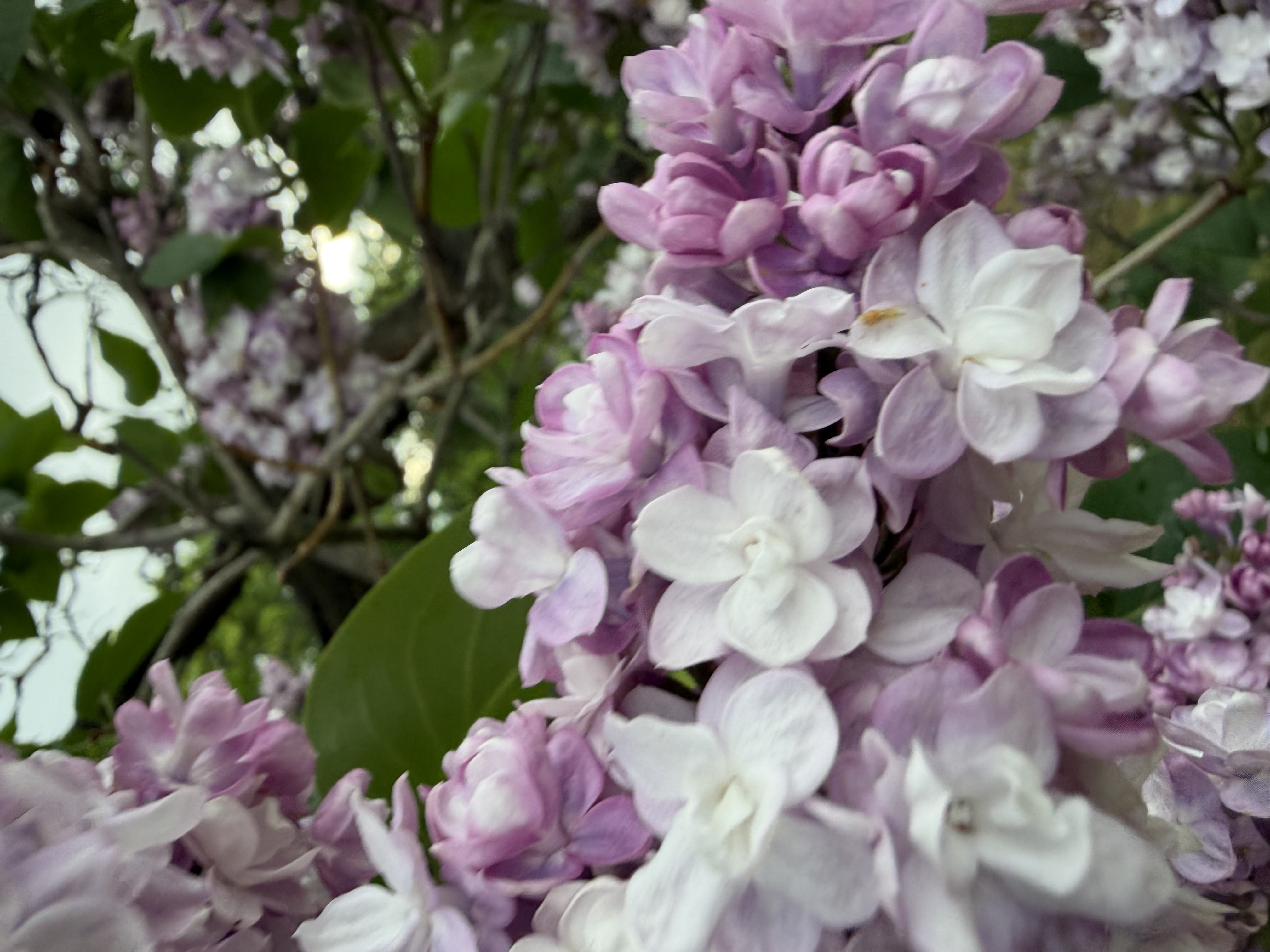 Purple and White Flowers
