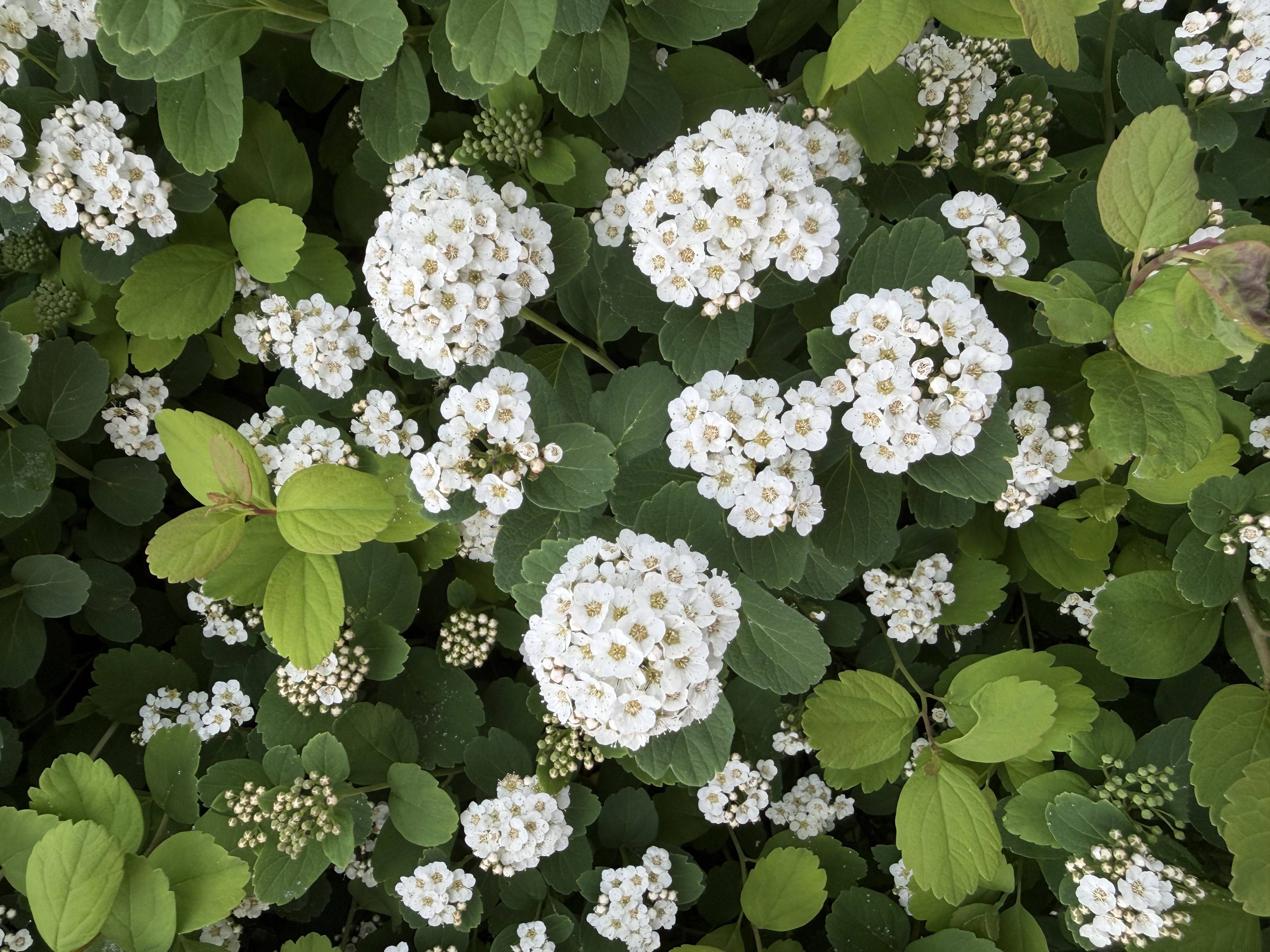 White Flowers