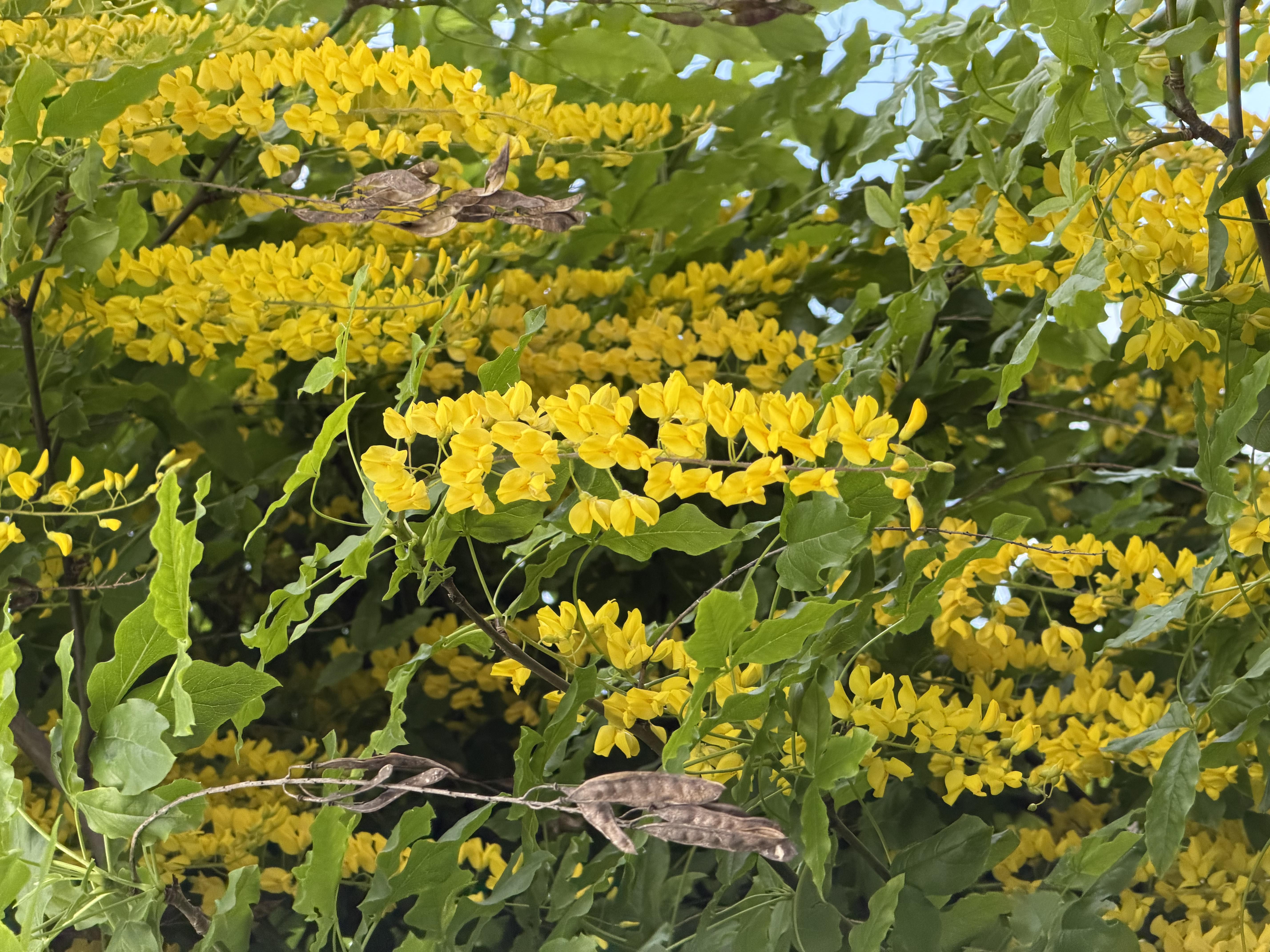 Yellow Flowers