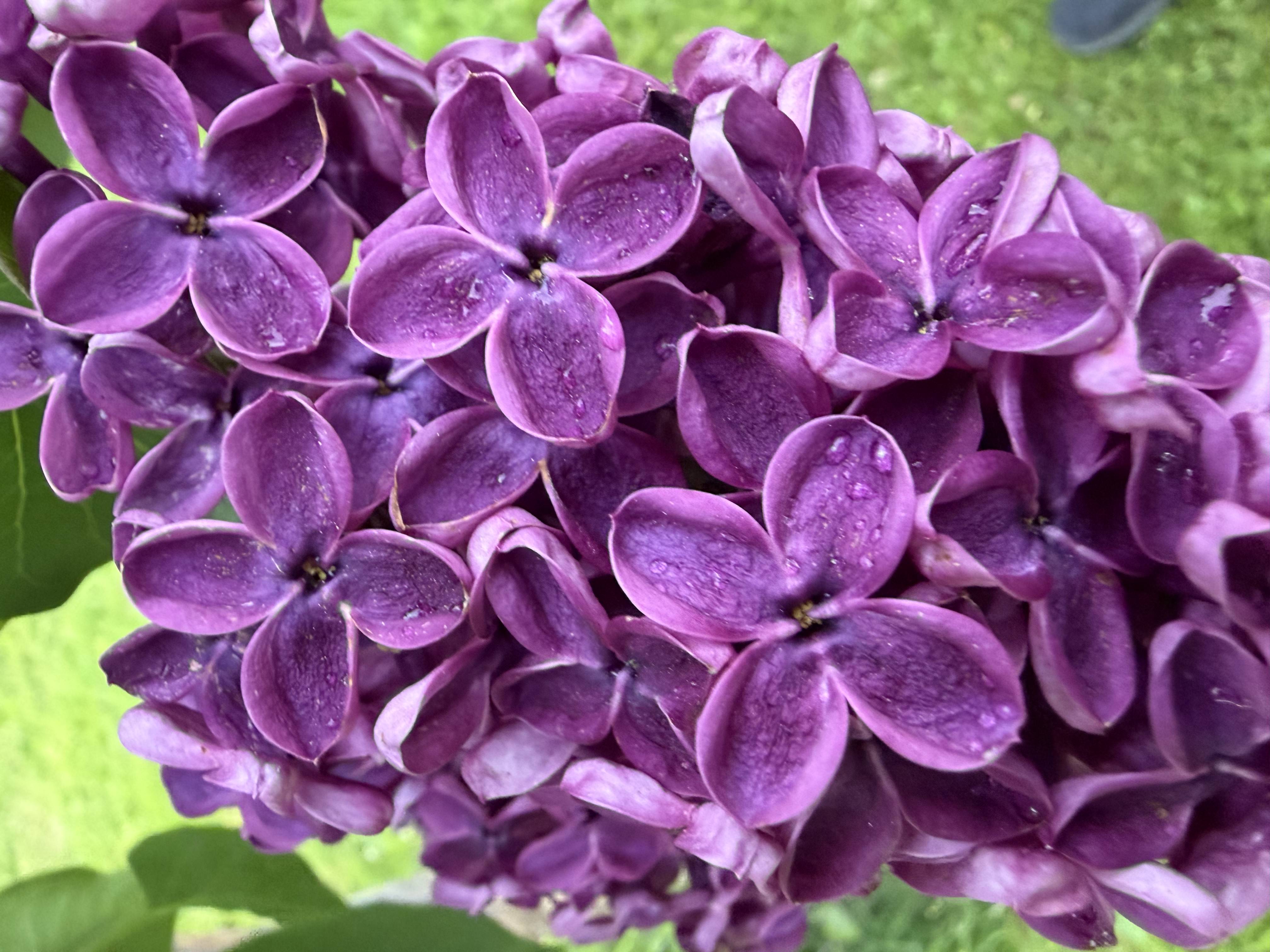 Purple Flowers